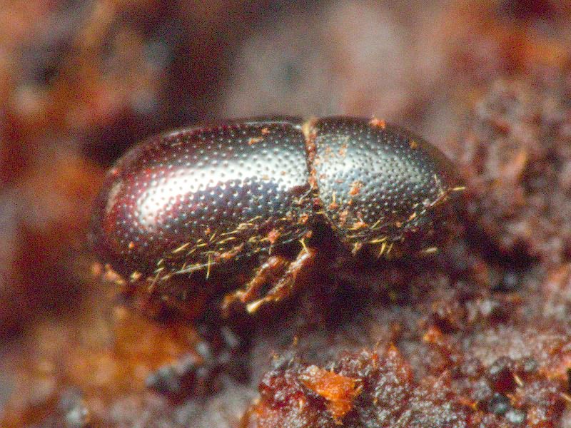 Xylographus bostrichoides (Dufour, 1843)